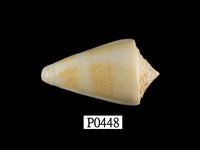 藏品(李氏芋螺)的圖片